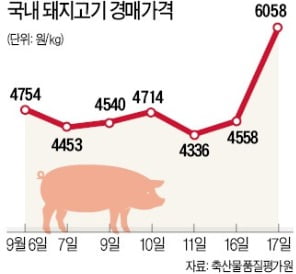 돼지열병 유입경로 못찾아 방역 '혼선'…"1주일이 최대 고비"