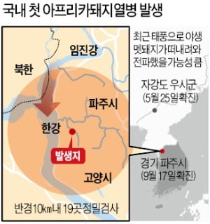 파주서 '돼지열병' 첫 발생…돼지고기 가격 33% 폭등