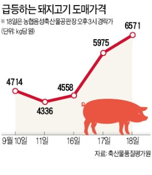 파주 이어 연천도 뚫렸다…'폐사율 100%' 돼지열병 경기 북부 전체로 퍼졌나