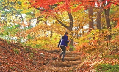 남한산성·독산성길·남양성모성지…단풍길 걷다보면 가족 힐링은 '덤'