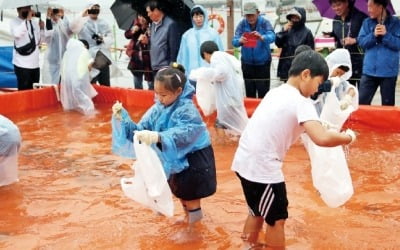 집 나간 며느리도 돌아오게 하는 가을 별미…서천 홍원항 자연산 전어·꽃게 먹으러 갈까