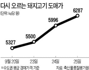 돼지열병, 경기북부 초토화…5만마리 살처분