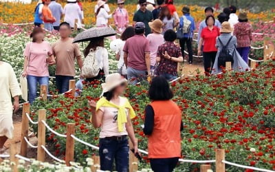 제5회 평창백일홍축제