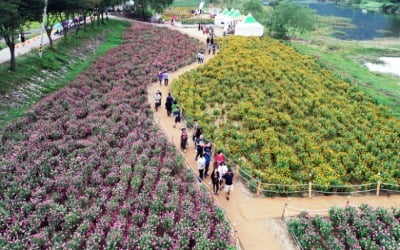 제5회 평창백일홍축제