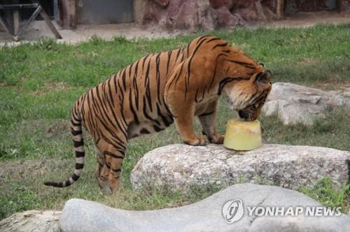 동물에 고통을 가하는 건 왜 옳지 않은가