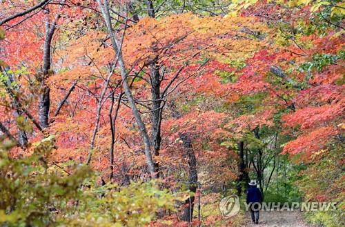 "샛길 산행 안 돼요" 태백산국립공원, 내달까지 집중 단속