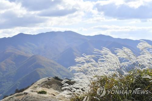 오일장·억새꽃·아리랑…정선 가을 축제 풍성