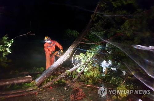 대전·세종·충남서 가로수 수십 그루 쓰러져…태풍 피해 속출