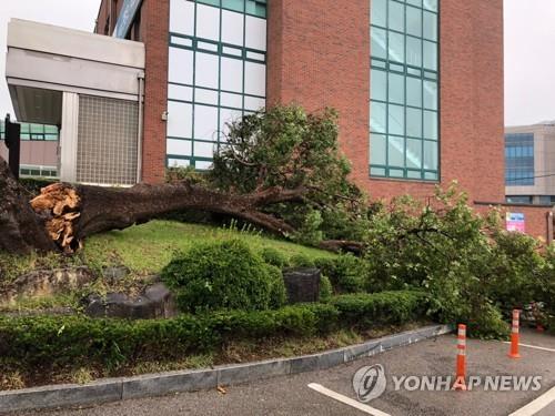 '역대 5위급' 강풍 동반한 링링…서울서 제주까지 피해 속출