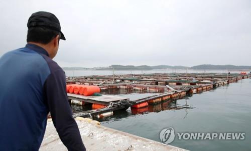 태풍 지나간 충남 천수만 주꾸미 낚시 성황…낚싯배 300척 몰려