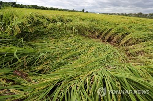 태풍 '링링' 영향 충북 농작물 피해 400㏊ 넘어서