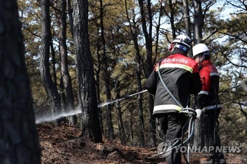 내년 산림청 예산 2조2천113억원…올해보다 2천944억원 늘어