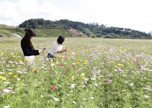 [카메라뉴스] 꽃 만개한 괴산 코스모스 동산