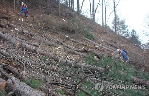 강원도 78만1천㏊ 소나무재선충병 항공 예찰·방제