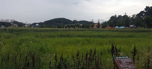 강릉 경포생태저류지, 한우 조사료 생산지로 탈바꿈