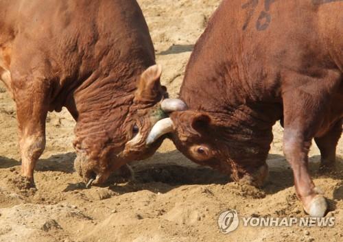 '싸움소의 명승부'…보은 민속소싸움대회 내달 12일 개막