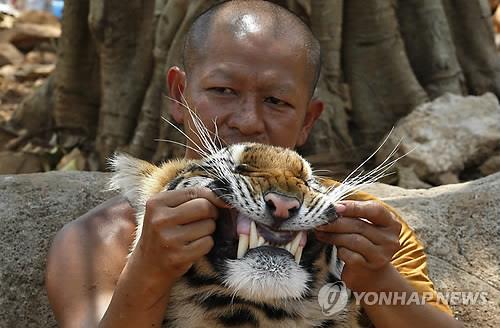 태국 '호랑이 사원'의 비극…구조된 호랑이 중 80여마리 숨져