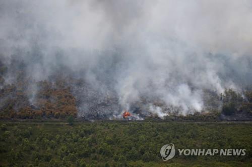 인도네시아 꺼지지 않는 산불에 '초대형 뱀'까지 불에 타