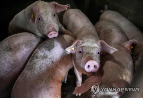 총력 차단방역에도 결국 발병…백신·치료제 없는 돼지열병