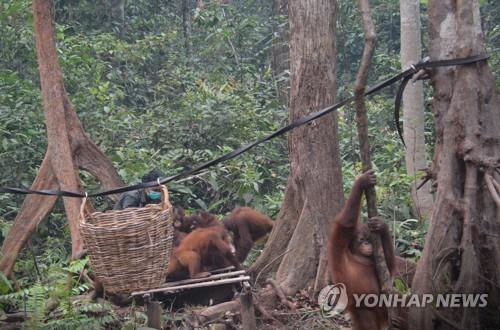 인도네시아 산불에 오랑우탄 30여 마리도 '호흡기 감염'