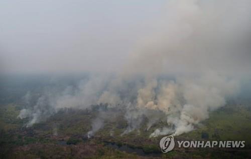 인도네시아 산불에 오랑우탄 30여 마리도 '호흡기 감염'