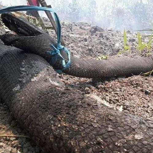 인도네시아 산불에 오랑우탄 30여 마리도 '호흡기 감염'