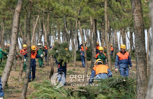 속초시 시행 소규모 산림사업 지역경제 도움 못 줘