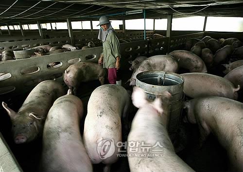 태국 농업차관 "아프리카돼지열병 발생 확인된 바 없어"