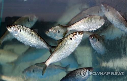 "가을 별미 전어 맛보세요"…진해만 수산물 축제 개막