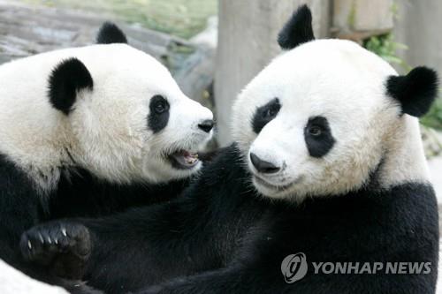 태국 동물원서 돌연사 판다 사인 밝히려 태국-중국 공동부검