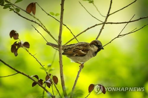 '보통새'들의 시련…북미서만 반세기 사이 30억마리 급감