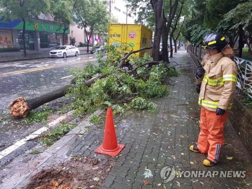 태풍 북상 속 대전·충남서 가로수 전복 등 피해 잇따라