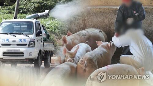 대구 국제축산박람회 무기한 연기…돼지열병 확산 방지