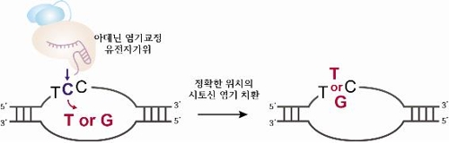 "기존 염기교정 유전자가위에서 새 기능 확인"