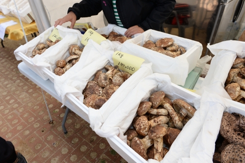 송이향에 취하고 한약우 맛에 빠지다…봉화송이축제 27일 개막