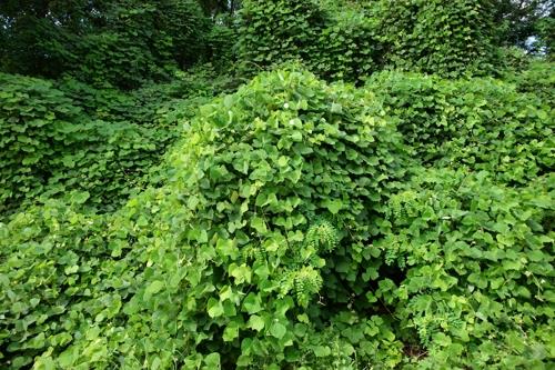 산림 무법자 '칡' 완전히 없앤다…생장점 제거로 뿌리 고사