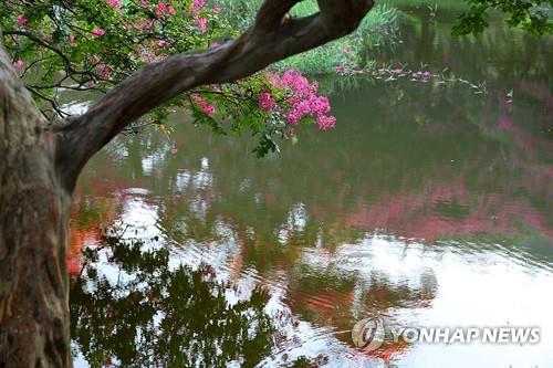 전주 한옥마을 한벽보에 첫 하천형 정원 조성