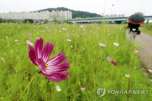 대구·경북 흐리고 낮부터 비…경북 남부 주말까지 5∼40㎜