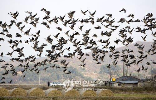 군산시, '겨울 철새 먹이' 볏짚·보리에 인센티브…신청 접수