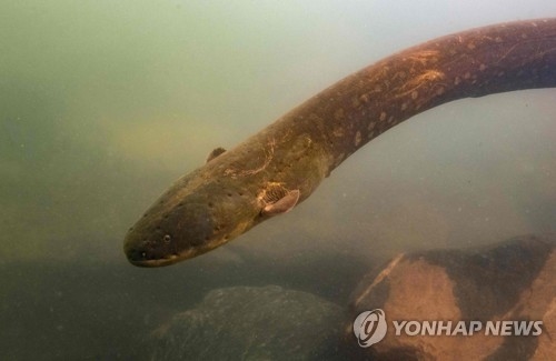 아마존서 발견된 신종 전기뱀장어, 최고 전압 `860볼트`