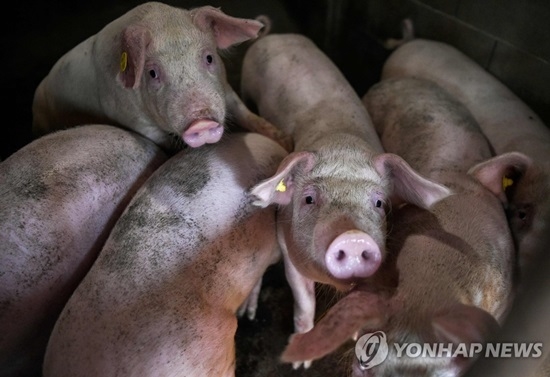 삼겹살 가격인상 현실로…도매가 인상·유통 물량 급감