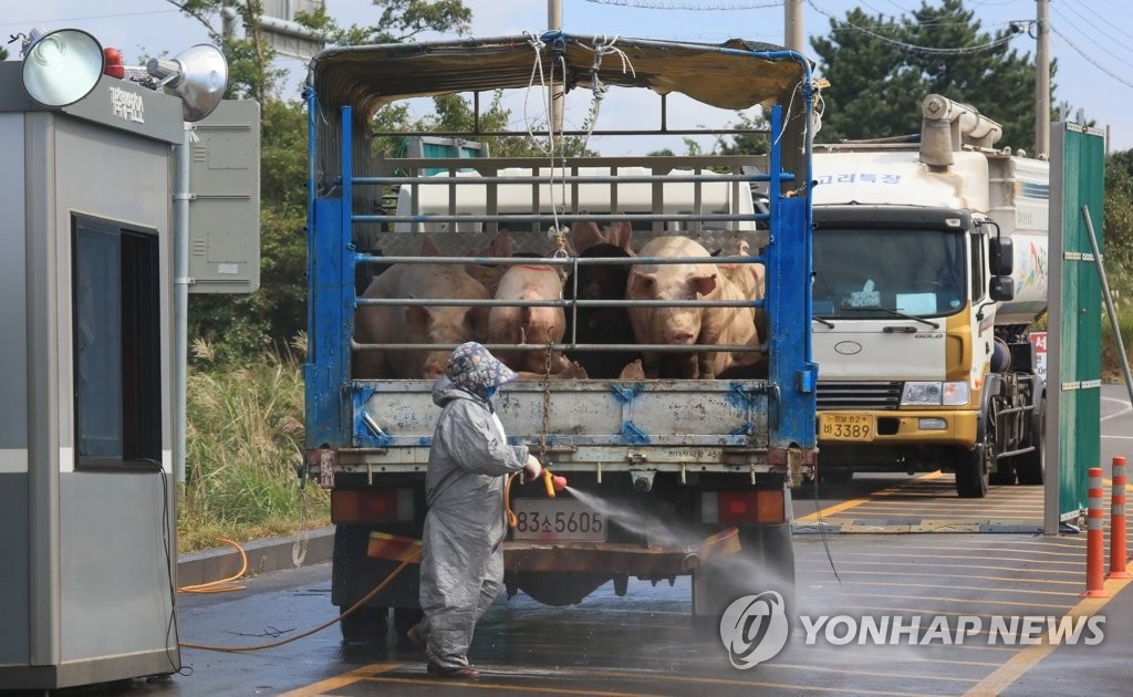 파주서 돼지열병 추가 의심신고 2건...방역당국 `초비상`