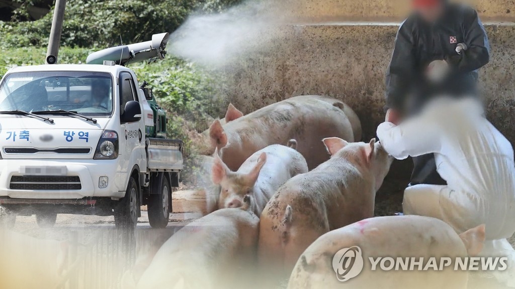 `또`…경기 파주서 아프리카돼지열병 의심 신고