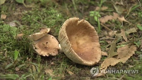 고성서 버섯 따러 산 오른 60대 숨진 채 발견