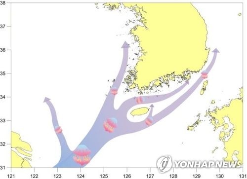 [르포] 끝없이 밀려오는 독성 해파리 떼…한반도 앞바다 점령