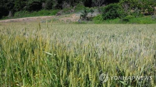 지난달 국제 곡물·설탕 가격 하락…식량가격지수 1.1%↓