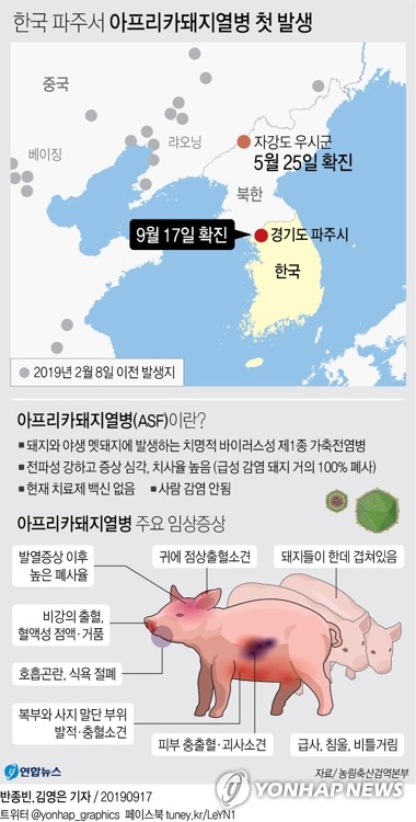 48시간 돼지농장 이동중지…전국 양돈농장 6300곳 예찰