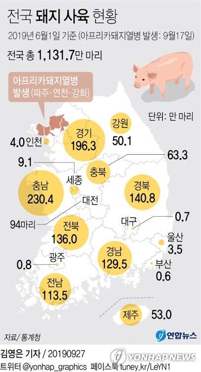 강화 全 돼지 도살 '특단조치'에 전국 살처분 대상 9만마리 육박
