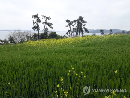 신안군 천사의 섬 곳곳에 '바다 위의 꽃 정원' 만든다