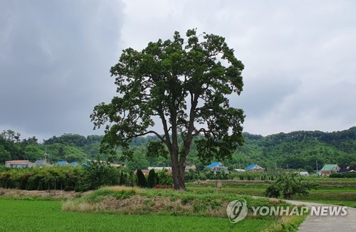 230살 넘은 포천 초과리 오리나무, 천연기념물 됐다